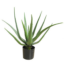 PLANTA ALOE VERA 50CM 14 HOJAS MACETA