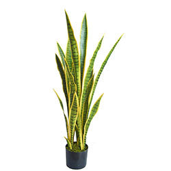 PLANTA SANSEVIERIA 105CM EN MACETA