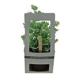 PLANTA PEREJIL 18CM 14HOJAS