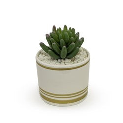 MACETA BLANCA/DORADO D6x15CM SUCULENTA