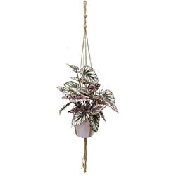 ARBUSTO 96CM COLGANTE BEGONIA C/ 31 HOJAS