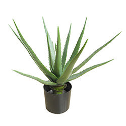 PLANTA ALOE VERA 30CM 12 HOJAS MACETA