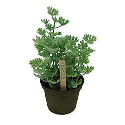 PLANTA PEREJIL 18CM  14HOJAS