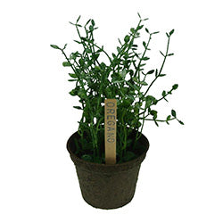 PLANTA OREGANO 18CM 15 HOJAS