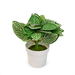 MACETA FITTONIA ARTIFICIAL