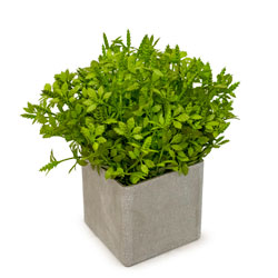 MACETA 23x10CM CALLISIA ARTIFICIAL