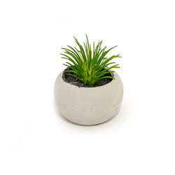 MACETA D5x9CM SUCULENTA SURTIDO