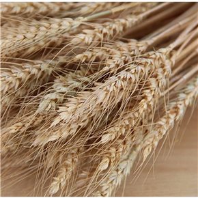 RAMO TRIGO 30CM NATURAL