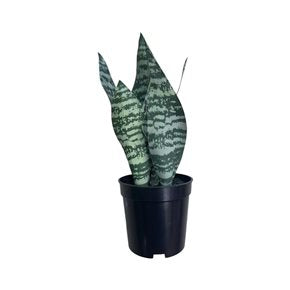 PLANTA LENGUA DE SUEGRA ARTIFICIAL 27CM