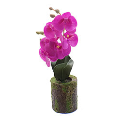 ORQUIDEA EN MACETA 30CM SURTIDO