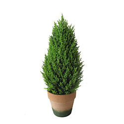 ARBOL THUJA ARTIFICIAL MEDIANO C/ MACETA. D16XD45CM